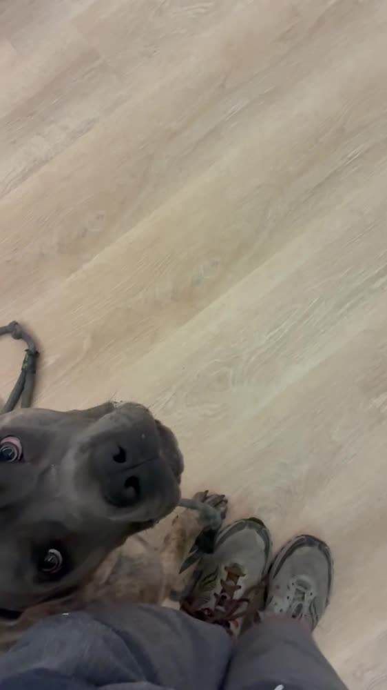 Dog looking up at the camera indoors — tap to play