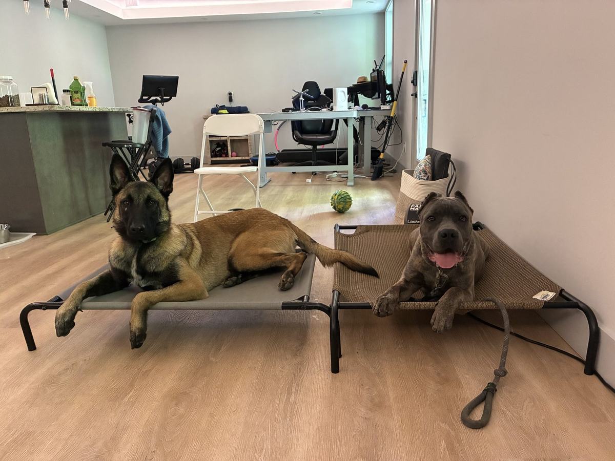 Two dogs holding a place stay on raised cots — Malinois and gray dog