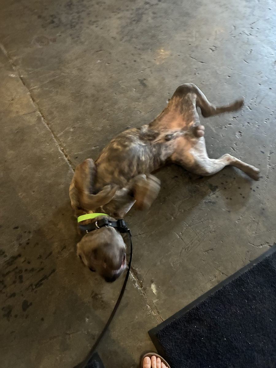 Relaxed dog rolling belly-up wearing a green e-collar — trust and calm