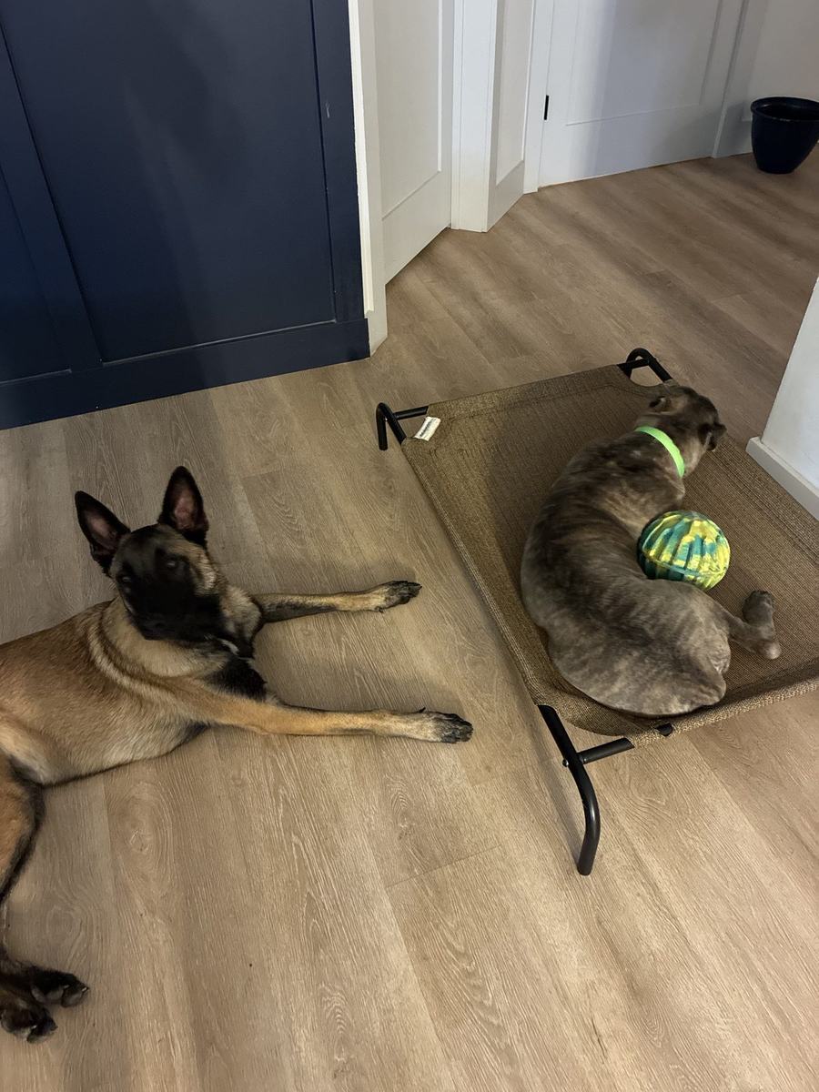 Malinois on a place cot beside a gray dog indoors