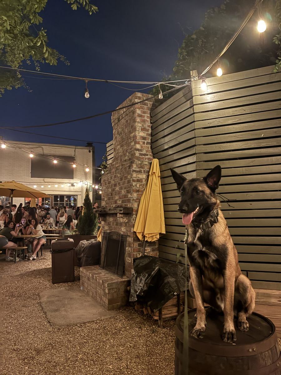Malinois sitting calmly on a wine barrel at an outdoor patio — real-world social neutrality